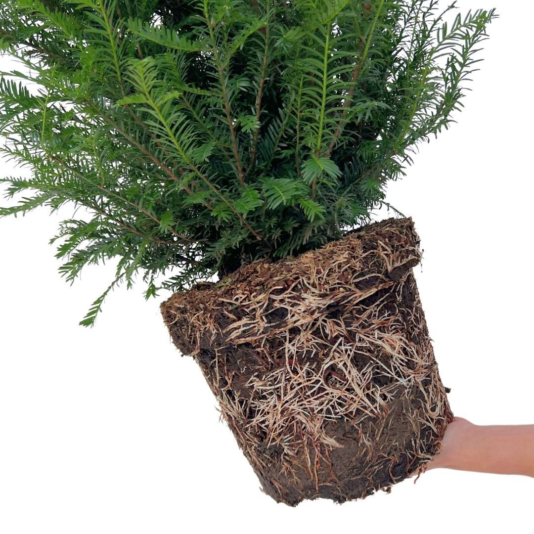 Plants de Taxus pour une haie de 10 mètres linéaires - 100cm