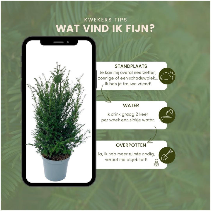 Plants de Taxus pour une haie de 10 mètres linéaires - 100cm