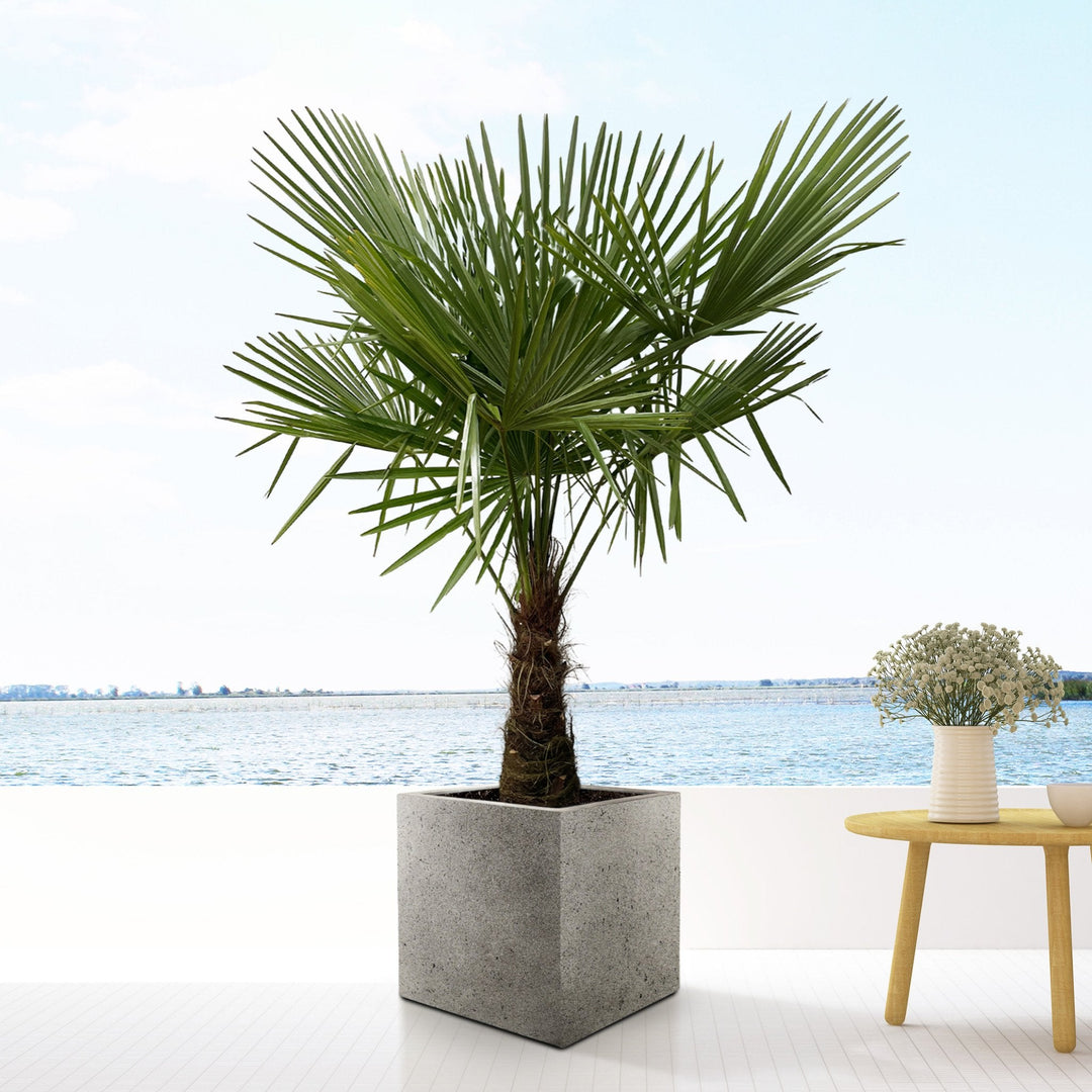 Trachycarpus Fortunei - 180cm - Acheter une Plante d'Intérieur