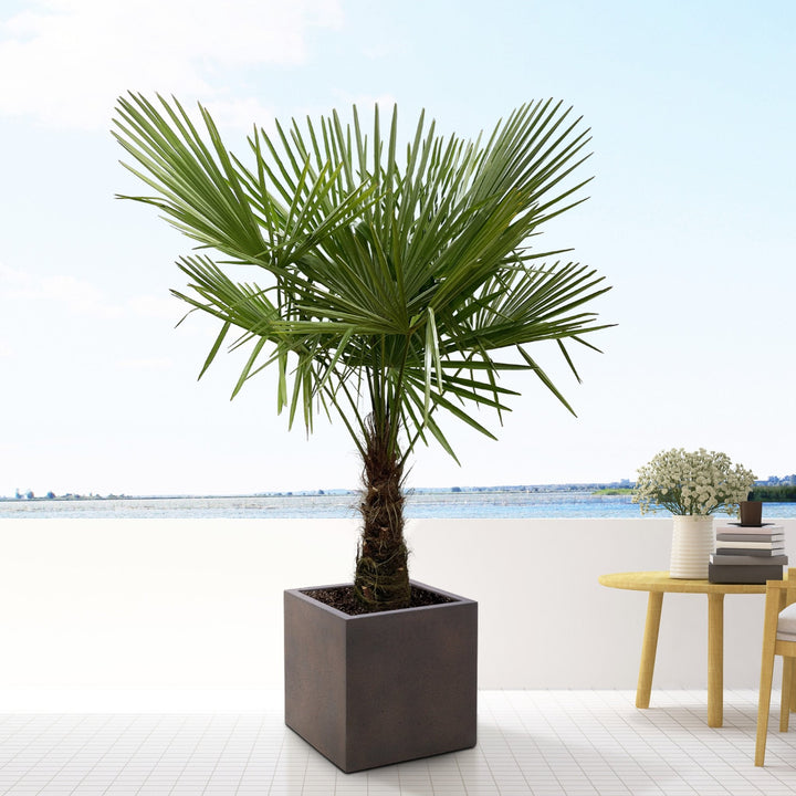 Trachycarpus Fortunei - 180cm - Acheter une Plante d'Intérieur
