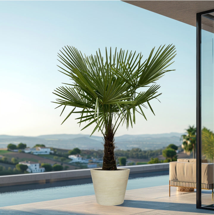 Trachycarpus Fortunei - 200 cm - Kamerplant Kopen