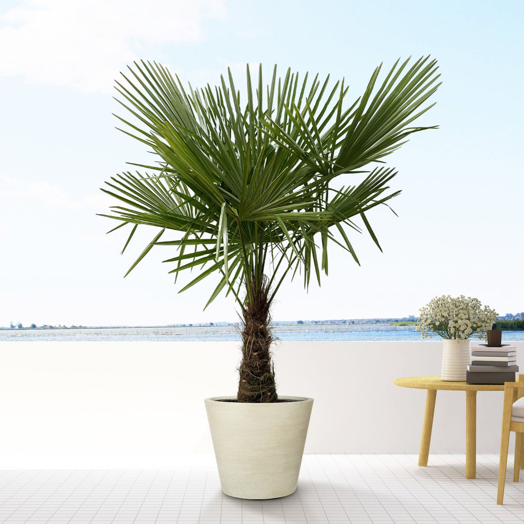 Trachycarpus Fortunei - 180cm - Acheter une Plante d'Intérieur