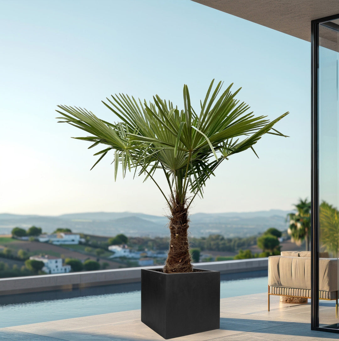 Trachycarpus Fortunei - 240cm - Kamerplant Kopen
