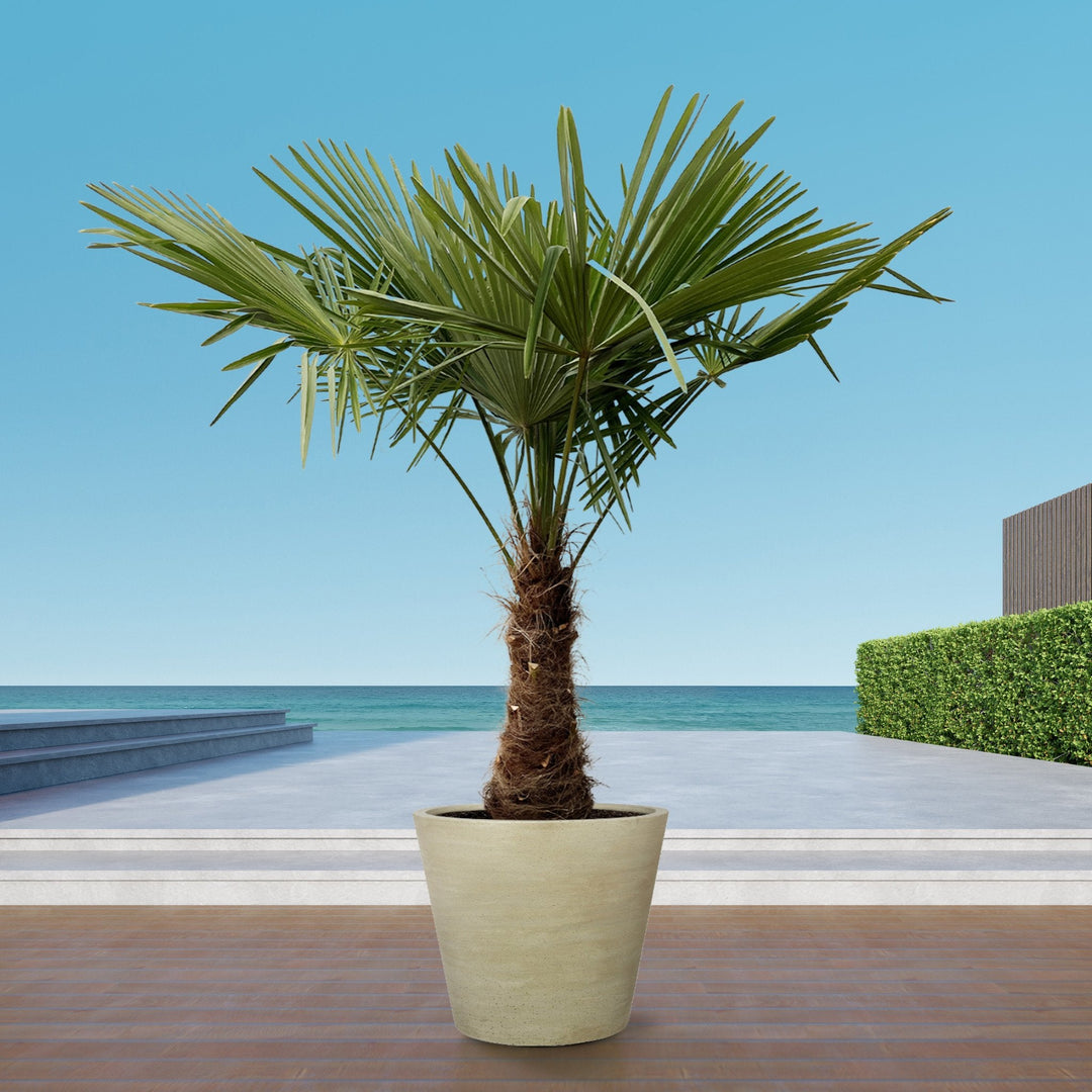 Trachycarpus Fortunei - 240cm - Kamerplant Kopen