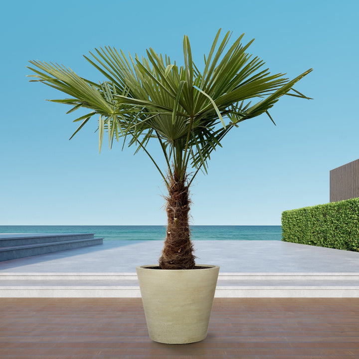 Trachycarpus Fortunei - 240cm - Kamerplant Kopen