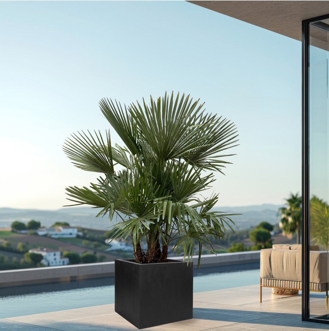 Trachycarpus Multistam - 220cm - Acheter une plante d'intérieur