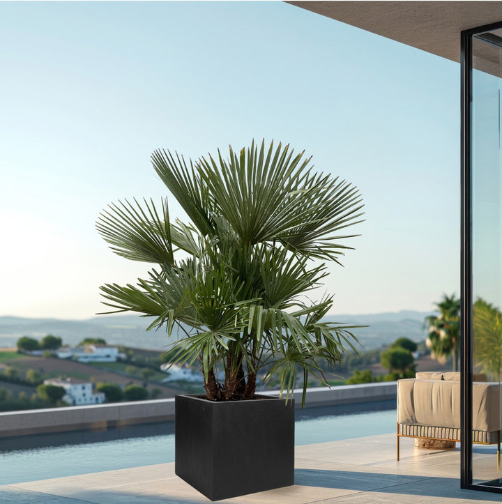 Trachycarpus Multistam - 220cm - Acheter une plante d'intérieur