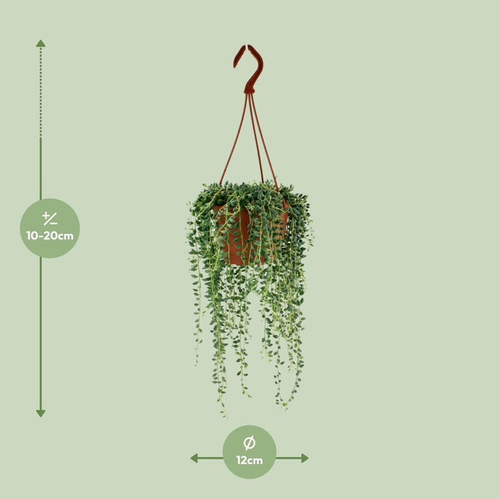 Senecio Herreianus - Ø12cm - 20cm - Succulent Hangplant