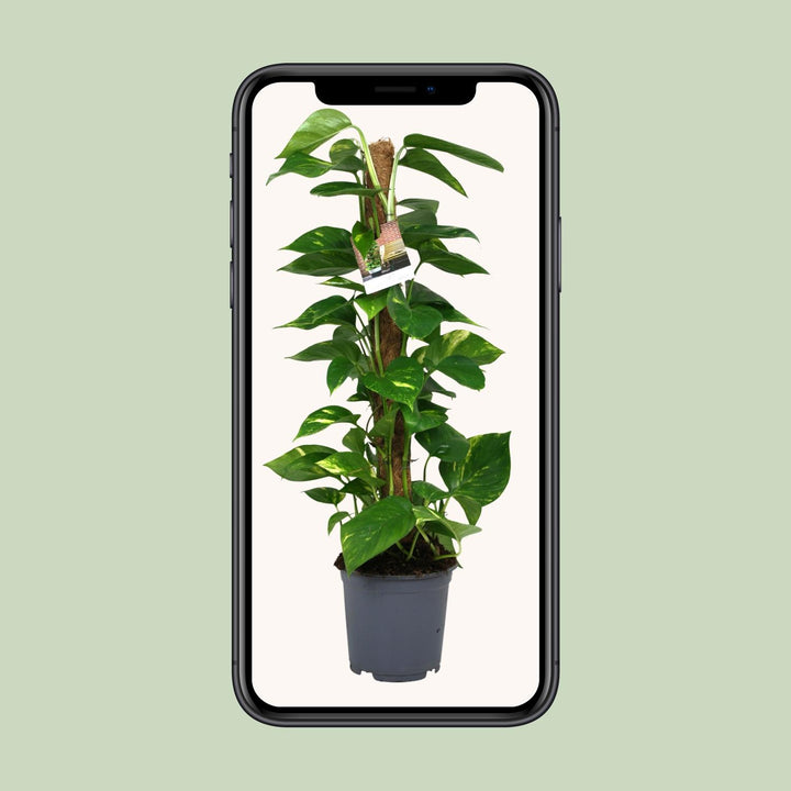 Scindapsus Epipremnum - Ø19cm - 80cm - Efeutute - Scindapsus Hangplant