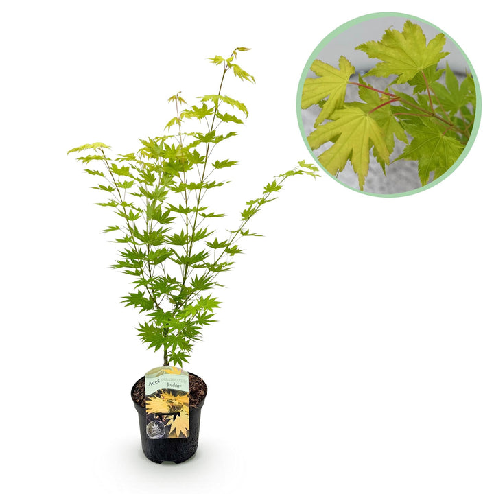 Japanse Esdoorn Jordan - Geel - 70cm - Acer Palmatum Buiten