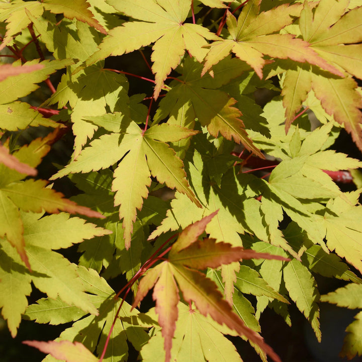Érable japonais Summergold - Jaune - 70cm - Acer Palmatum Extérieur