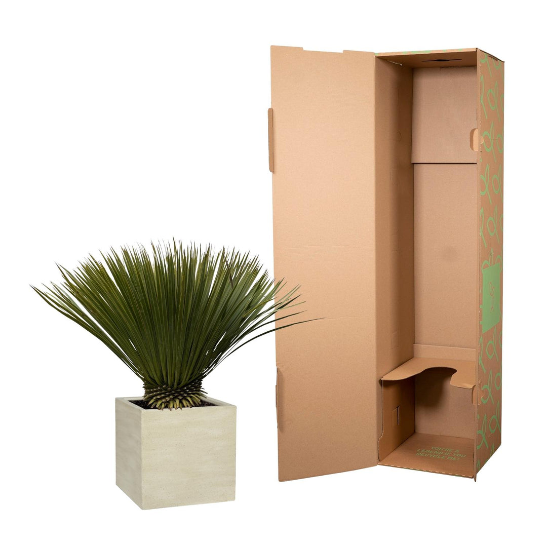 Yucca Rostrata - 75cm- Ø30 - Blauwe Palmlelie Buiten