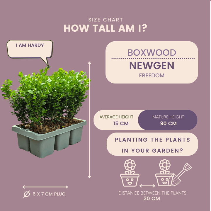 Buxus NewGen Freedom (compacte Buxus) - 15 cm - Palm Buxus