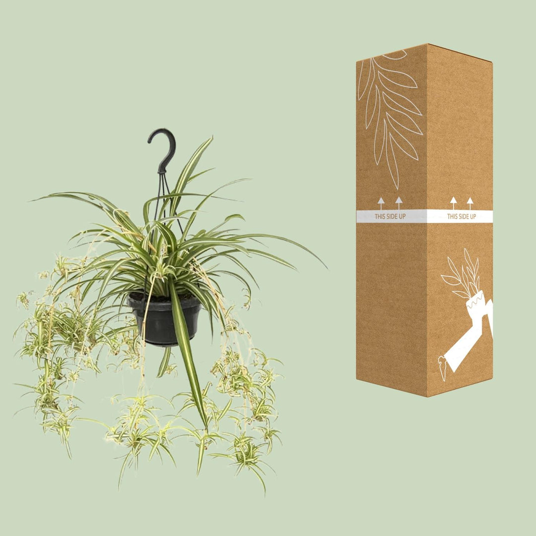 Graslelie Chlorophytum Comosum Variegatum – Ø14cm | Spinnenplant