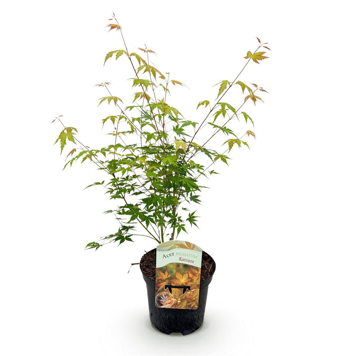 Japanse Esdoorn Katsura - Oranje - 70cm - Acer Palmatum Buiten