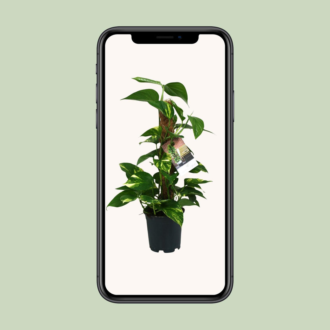 Scindapsus Epipremnum - Ø15cm - 50cm - Efeutute - Scindapsus Hangplant