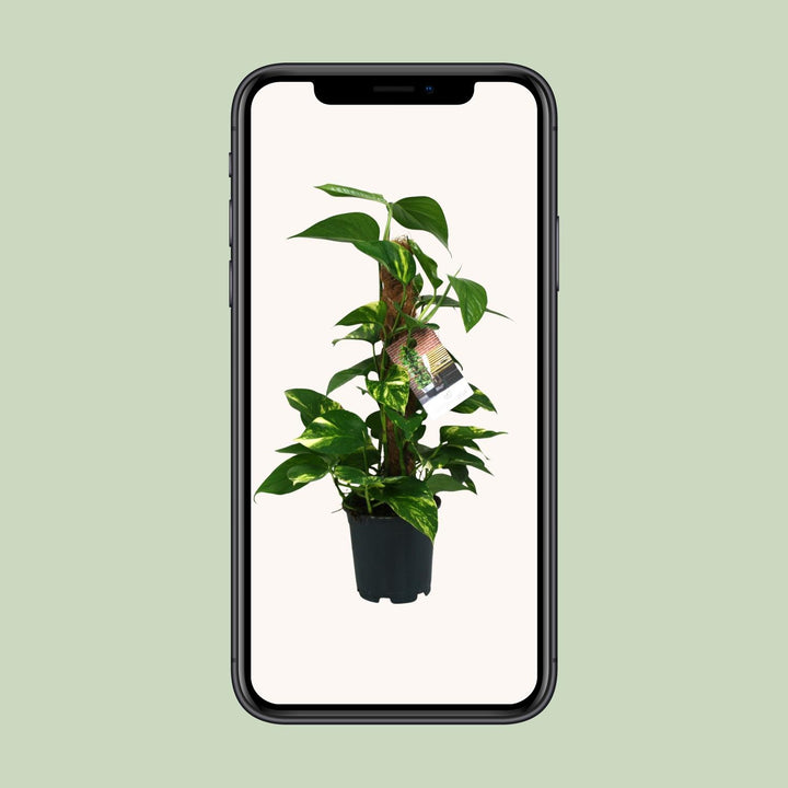 Scindapsus Epipremnum - Ø15cm - 50cm - Efeutute - Scindapsus Hangplant