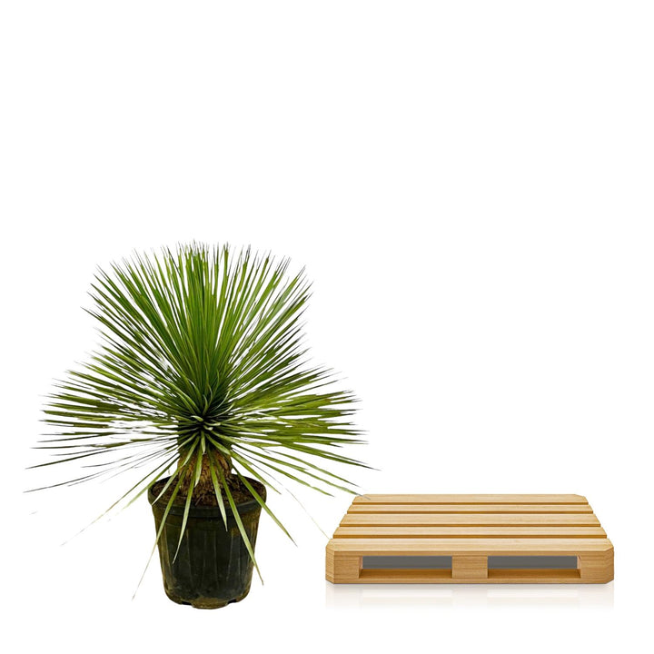 Yucca Rostrata sur tronc - 70 cm - Ø27 - Yucca Pied d'Éléphant Extérieur