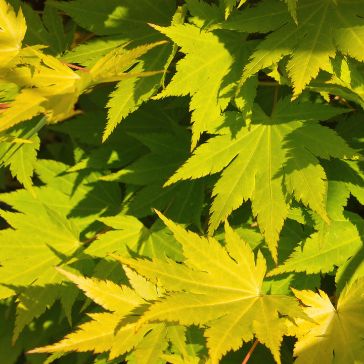 Japanse Esdoorn Jordan - Geel - 70cm - Acer Palmatum Buiten