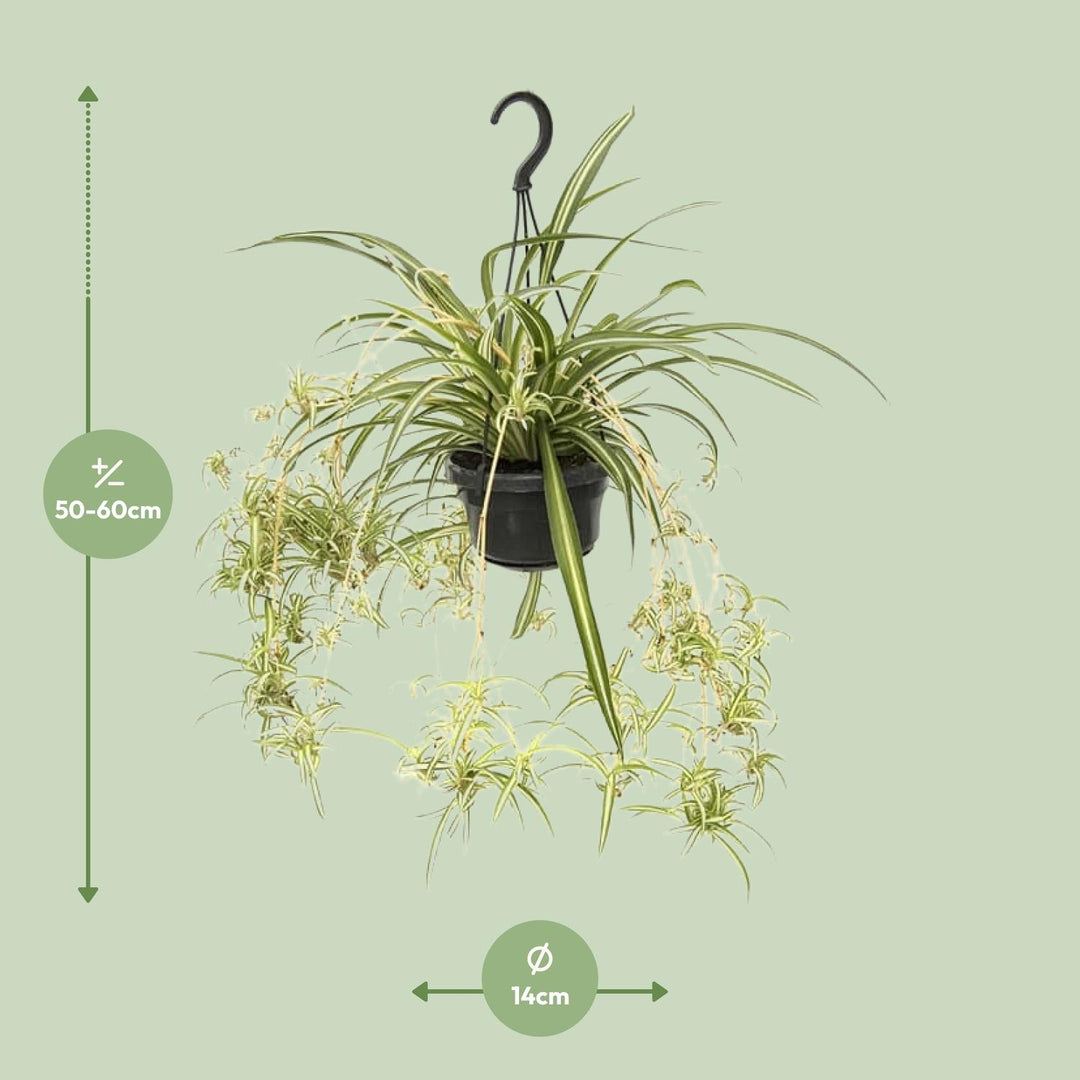 Graslelie Chlorophytum Comosum Variegatum – Ø14cm | Spinnenplant
