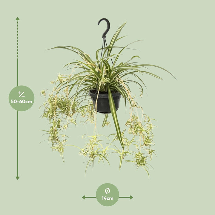 Graslelie Chlorophytum Comosum Variegatum – Ø14cm | Spinnenplant