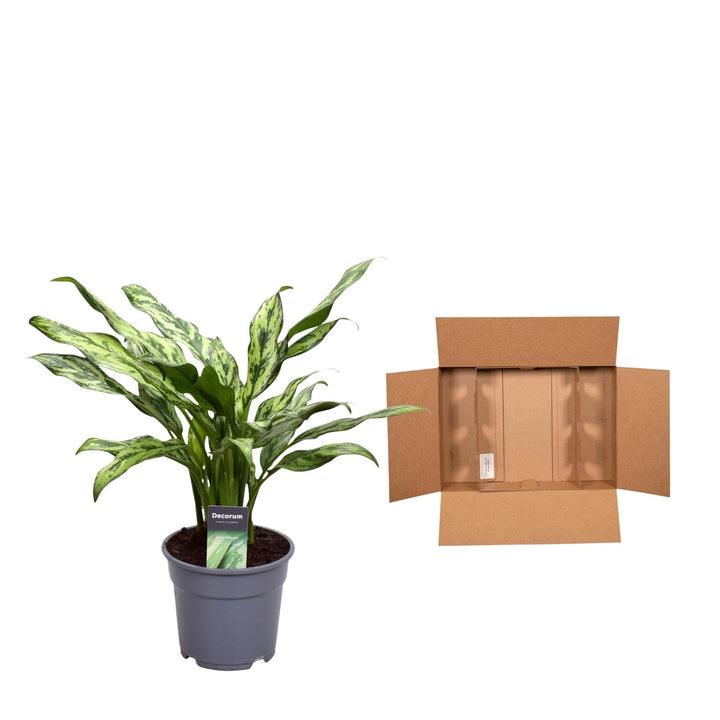 Aglaonema Juliette - 40 cm - ø12 - Chinese Evergreen