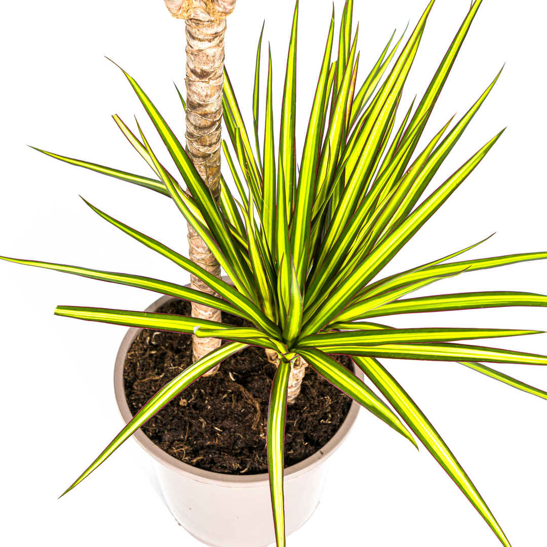 Dracaena Marginata Sunray Ø19cm - 80-100cm - Drakenboom
