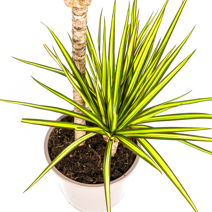 Dracaena Marginata Sunray Ø19cm - 80-100cm - Drakenboom