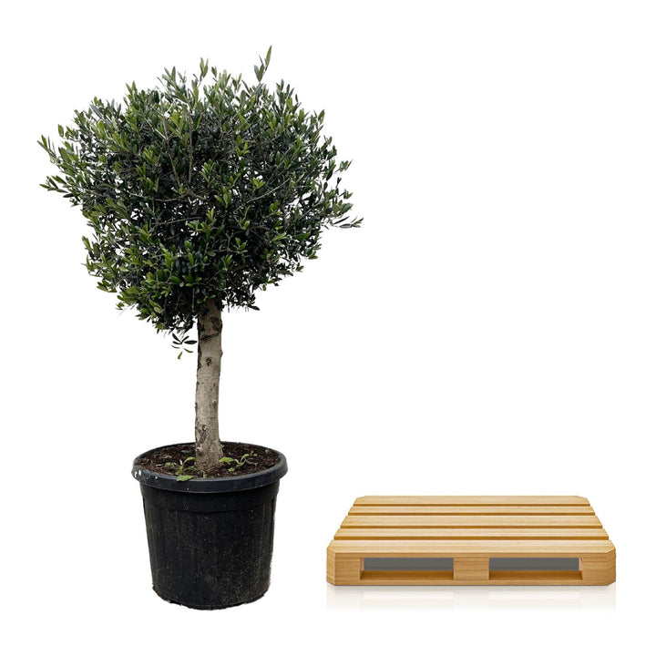 Olivier Olea Europaea – 180cm | Grande plante d'extérieur – Ø50