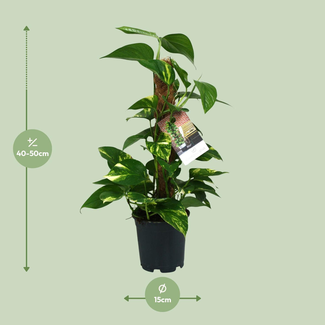Scindapsus Epipremnum - Ø15cm - 50cm - Efeutute - Scindapsus Hangplant