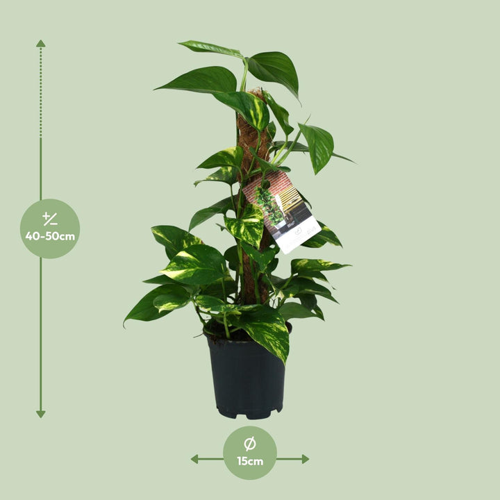 Scindapsus Epipremnum - Ø15cm - 50cm - Efeutute - Scindapsus Hangplant