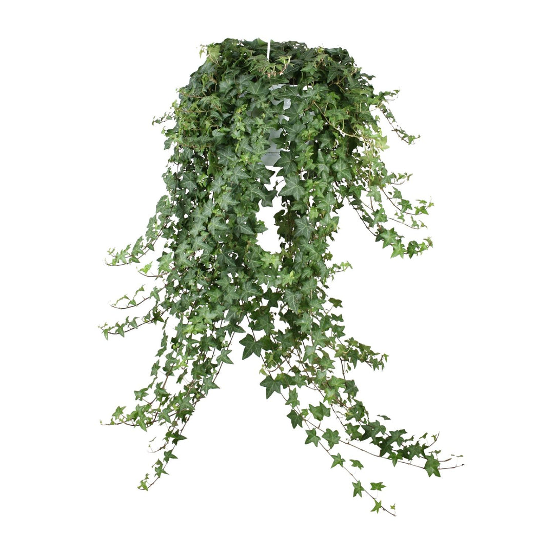 Hedera Helix Pitsburg - Hang/XXL - Ø24cm - 70cm - Klimop