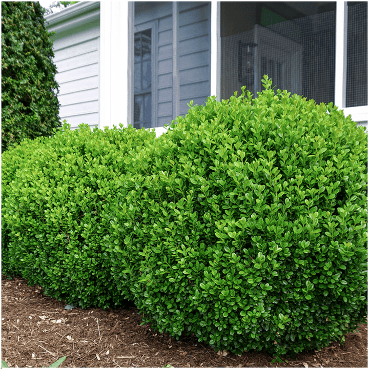 Buxus NewGen Freedom (compacte Buxus) - 15 cm - Palm Buxus