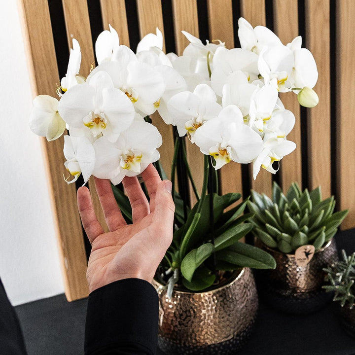 Elite pot copper - Ø12cm - Sierpot Kamerplant - Plantenpot
