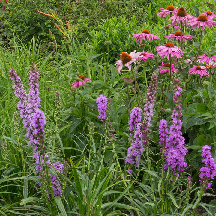 Plante-bande - Attire les abeilles et les papillons