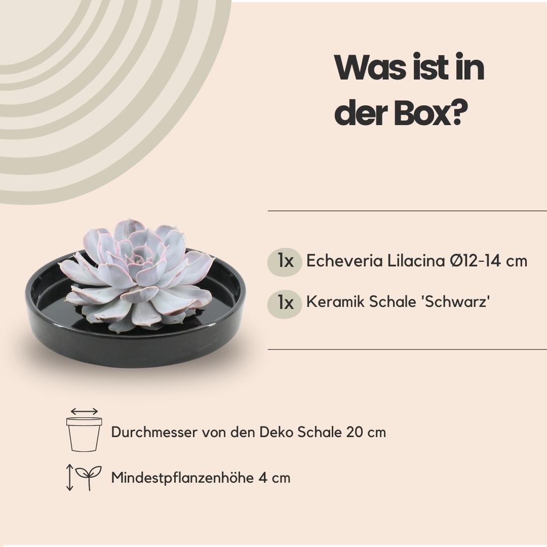 Succulent Echeveria Lilacina in schaal 'zwart' Ø20 cm - 5 cm