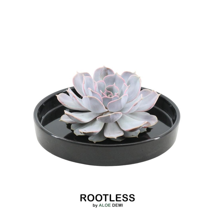 Succulent Echeveria Lilacina in schaal 'zwart' Ø20 cm - 5 cm