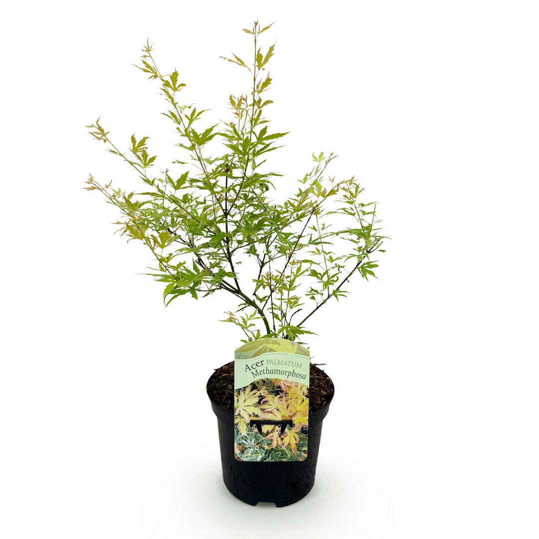 Érable japonais Methamorphosa - Vert - 70cm - Acer Palmatum Extérieur
