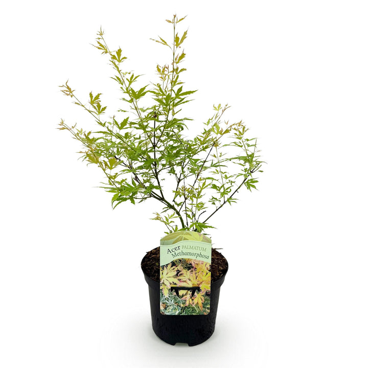 Érable japonais Methamorphosa - Vert - 70cm - Acer Palmatum Extérieur