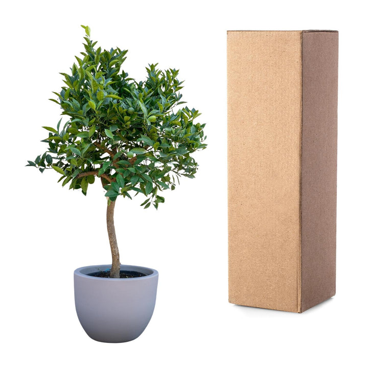Oranger - 200 cm - ø40 - Acheter une plante d'intérieur