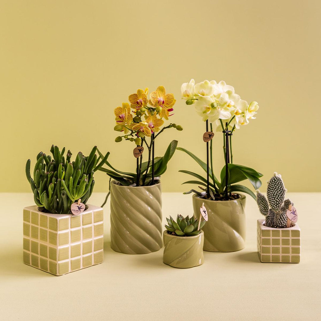 Candy sierpot - Green - Ø9cm - Plantenpot