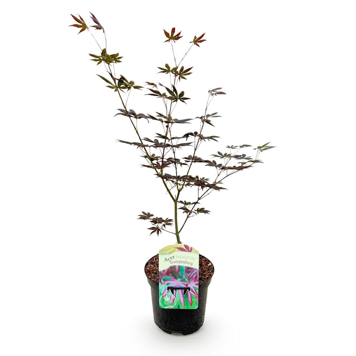 Japanse Esdoorn Trompenburg - Donker Paars - 70cm | Koop