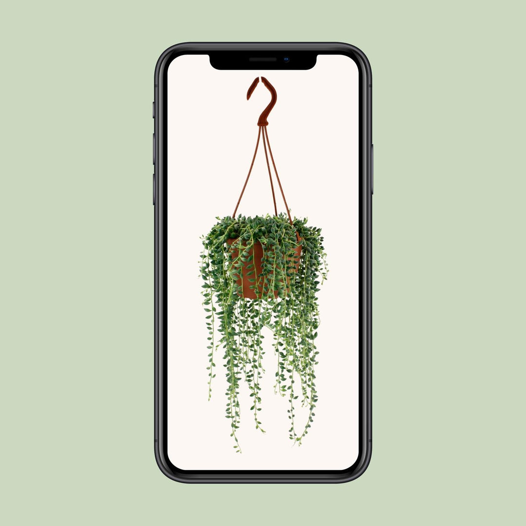 Senecio Herreianus - Ø12cm - 20cm - Succulent Hangplant