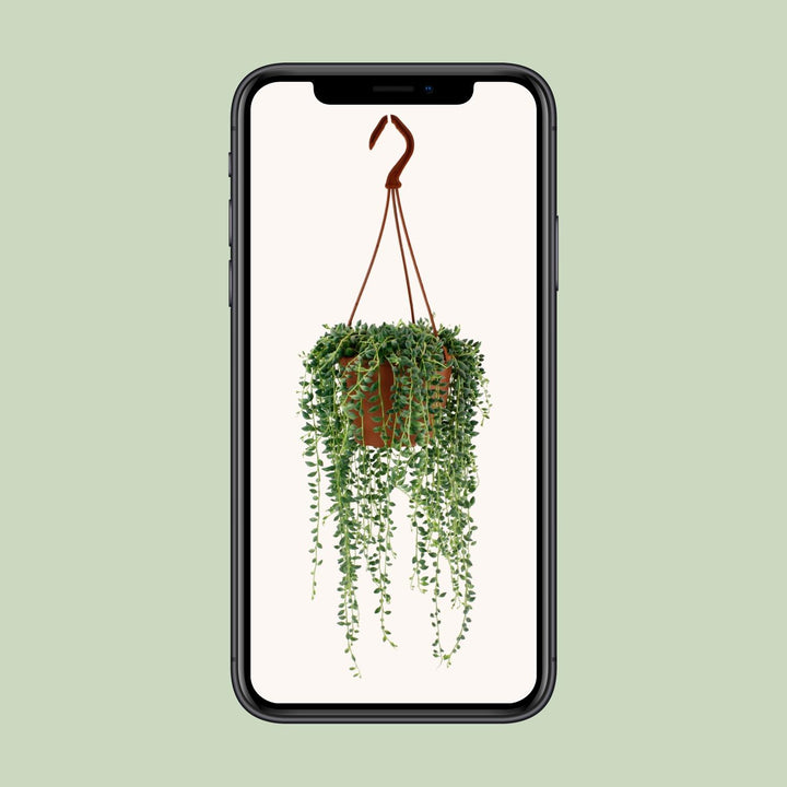 Senecio Herreianus - Ø12cm - 20cm - Succulent Hangplant