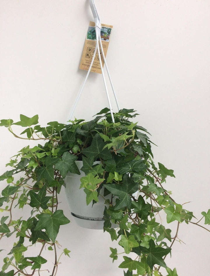 Hedera Helix Groen - Hangpot Wit / Basic - Ø17cm - 50cm