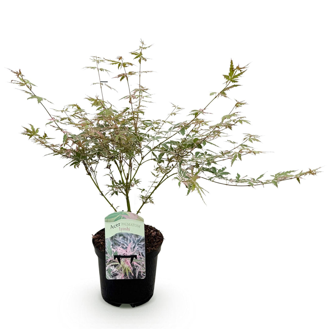 Érable japonais Lyoshi - Rose - 70cm - Acer Palmatum Extérieur