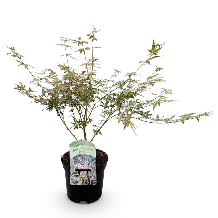 Érable japonais Lyoshi - Rose - 70cm - Acer Palmatum Extérieur