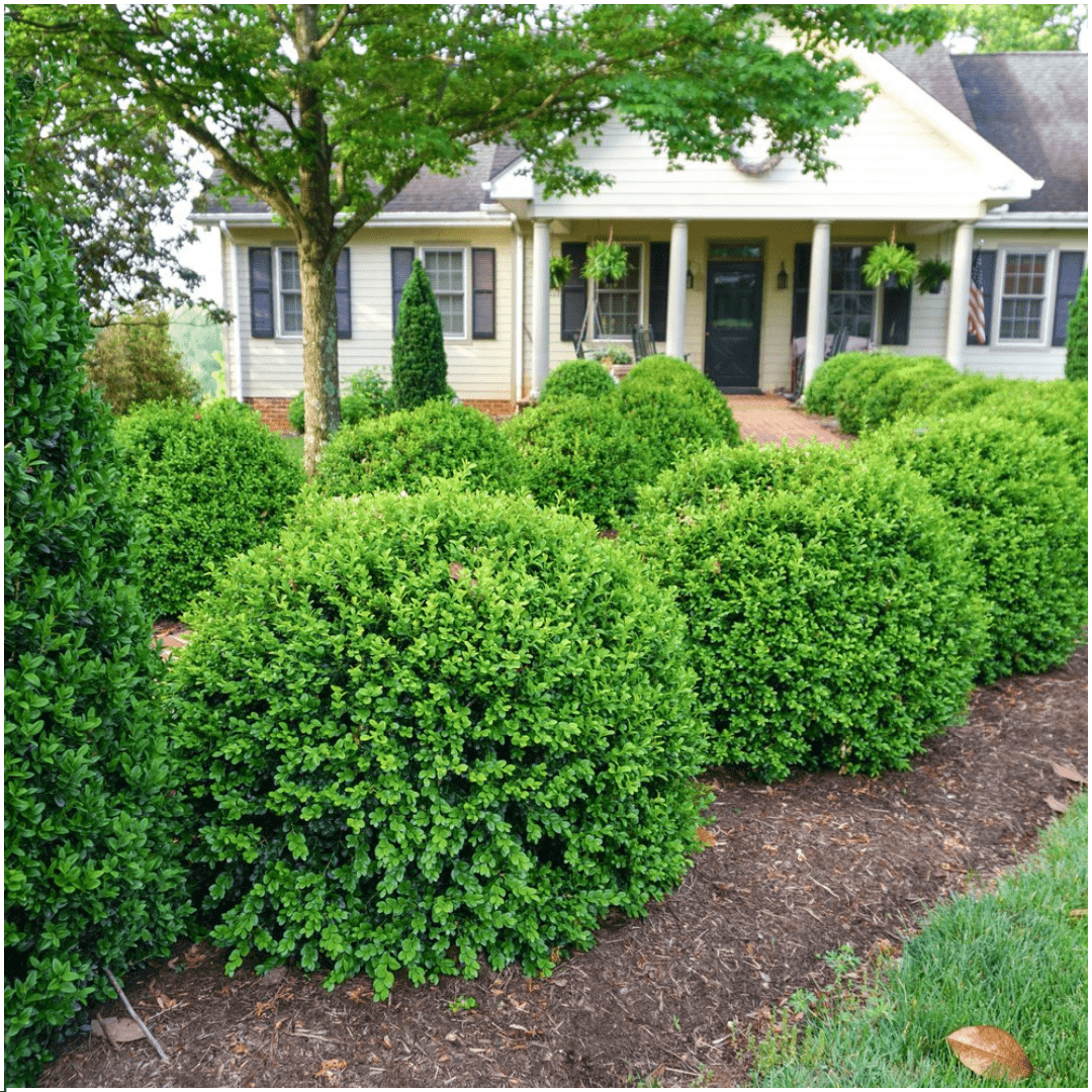 Buxus NewGen Freedom (compacte Buxus) - 15 cm - Palm Buxus