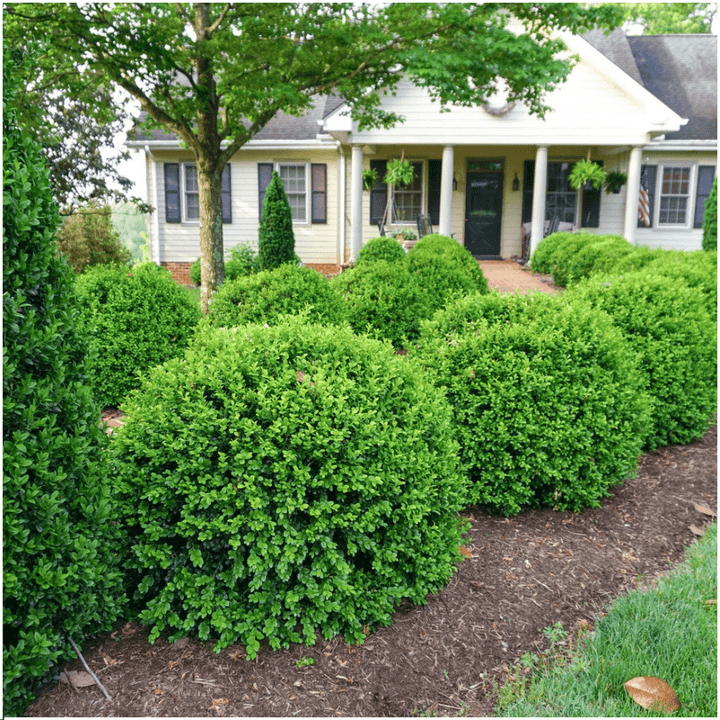 Buxus NewGen Freedom (compacte Buxus) - 15 cm - Palm Buxus