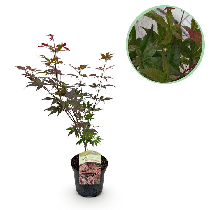 Érable Japonais Atropurpureum - Violet - 70cm - Acer Palmatum Extérieur